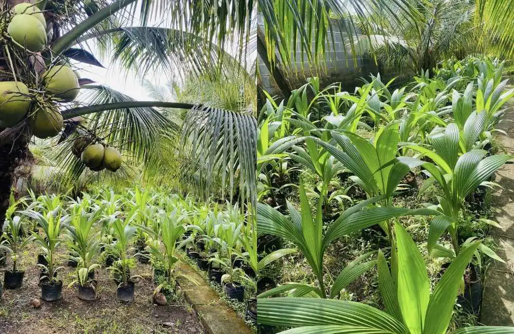 Đặc điểm và thách thức của đất phèn ở miền Tây