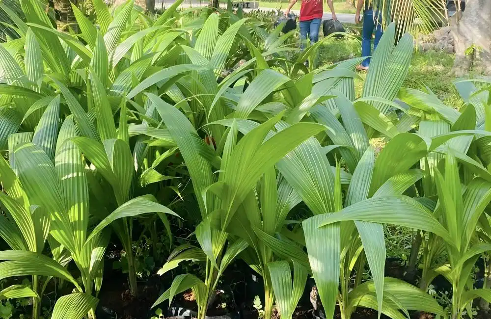 Ảnh hưởng của đất phèn đến sinh trưởng và năng suất dừa sáp mô