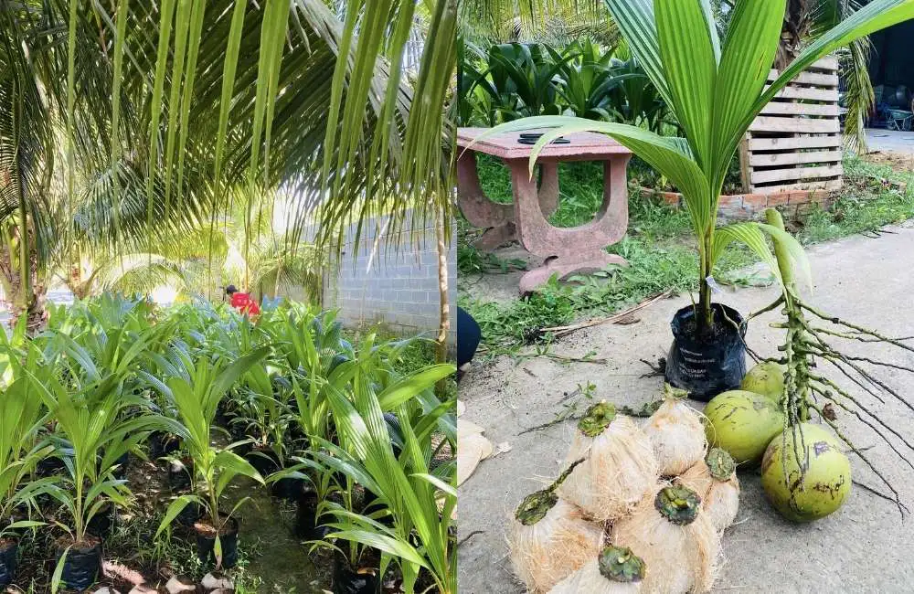 Vai trò của phân hữu cơ, vi sinh vật với dừa sáp mô