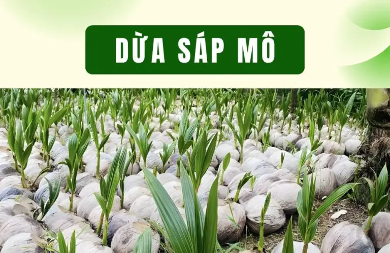 Dừa sáp mô hợp đất phèn không trong điều kiện ngập mặn?