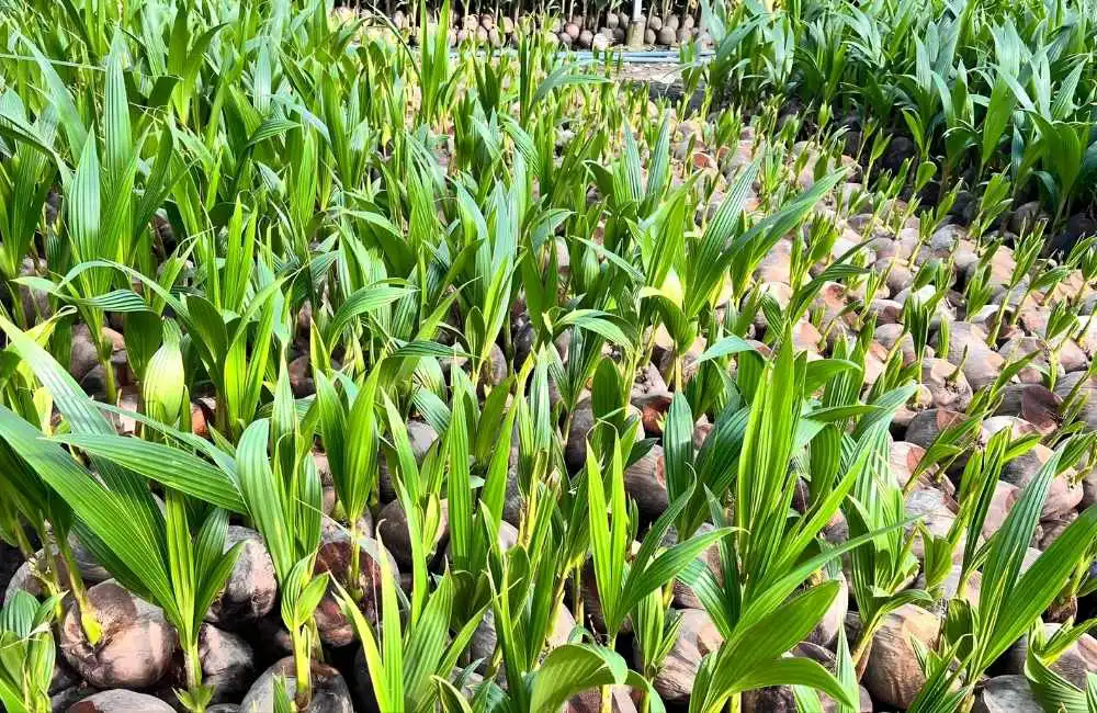 Dừa sáp mô khác dừa sáp lùn như thế nào?