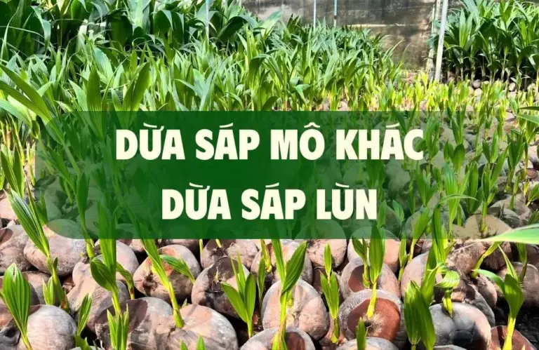 Dừa sáp mô khác dừa sáp lùn đâu là lựa chọn đầu tư tốt hơn?