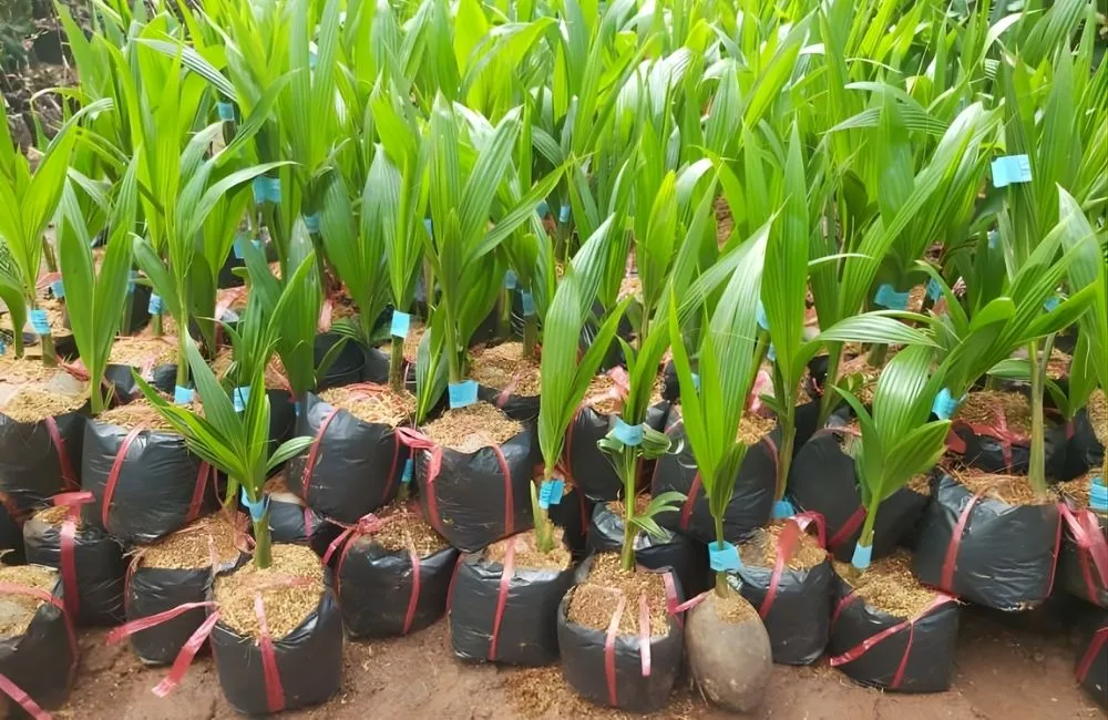 Dừa sáp mô khác dừa thường thế nào?