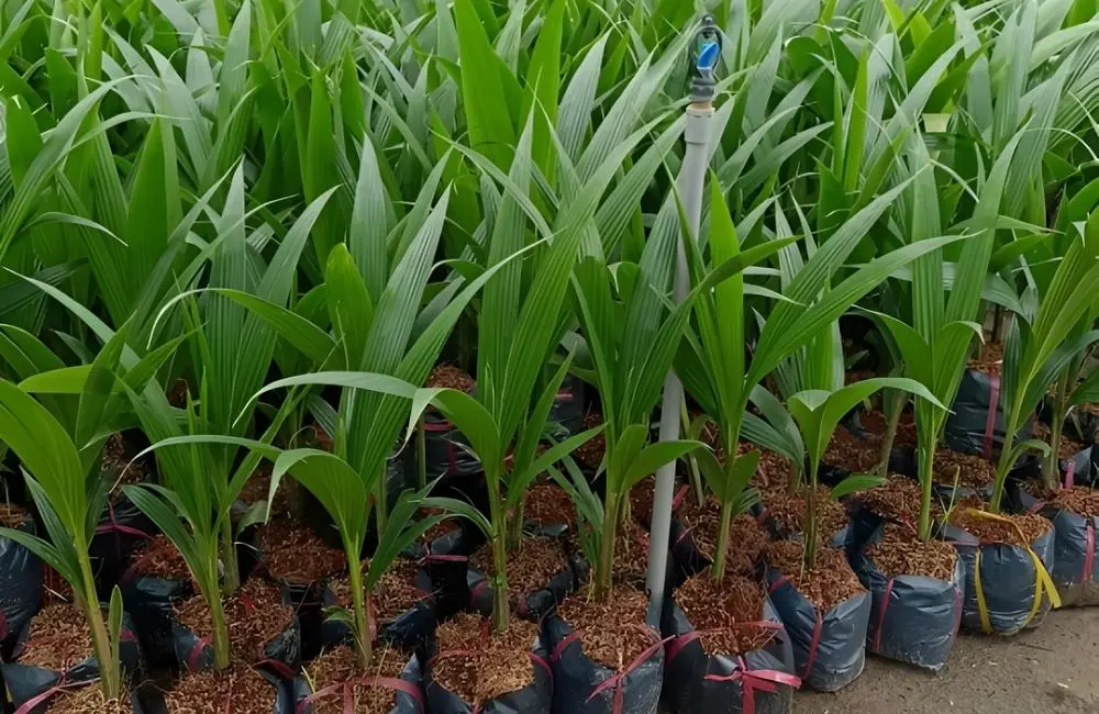 Đánh giá độ bền của dừa sáp cấy mô