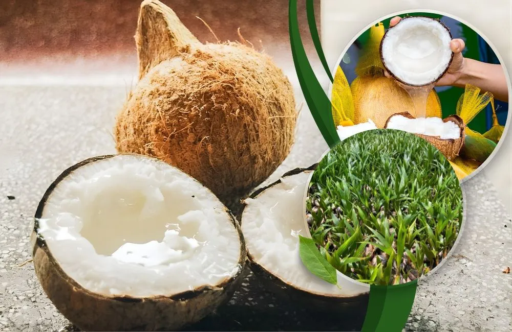 dừa sáp mô khác dừa thường thế nào