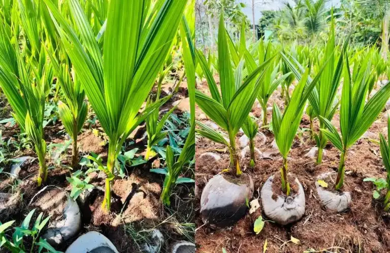 Dừa sáp mô mấy năm có trái và tỷ lệ trái sáp đạt cao nhất