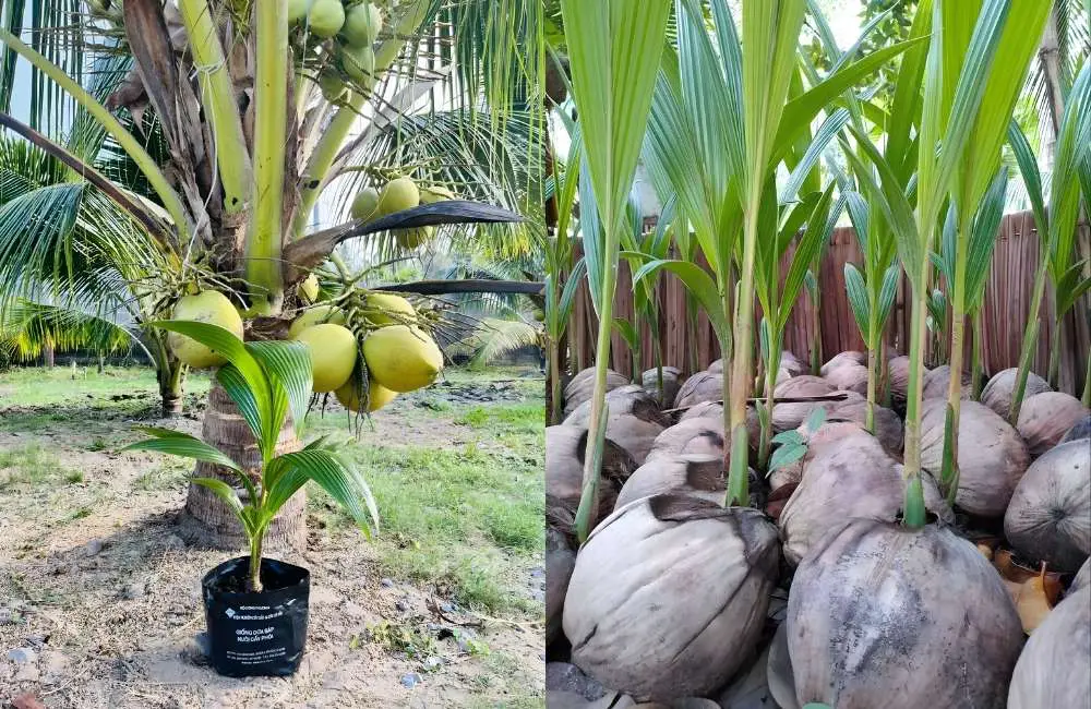 Giai đoạn cảm ứng sẹo dừa sáp cấy mô