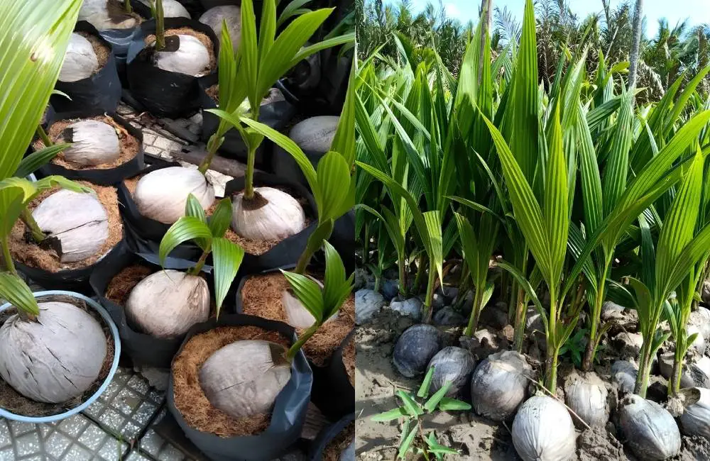 giai đoạn sinh phôi dừa sáp cấy mô