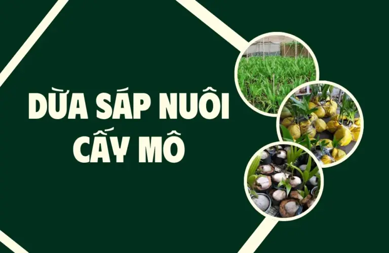 Bí kíp tối ưu môi trường sinh trưởng cho dừa sáp nuôi cấy mô