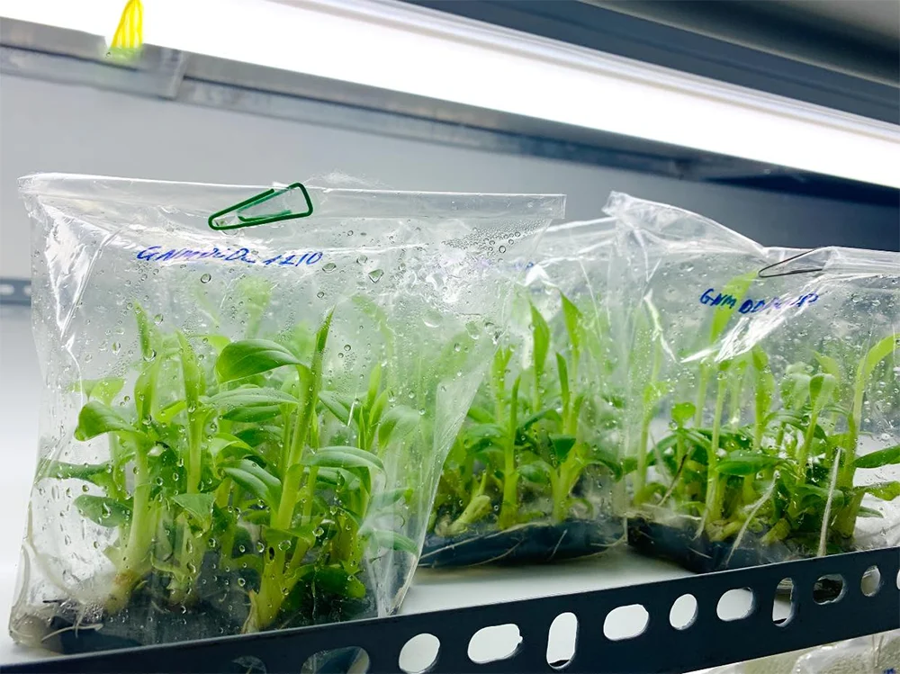 Khu vực tủ cấy vô trùng trong phòng nuôi cấy mô chuối