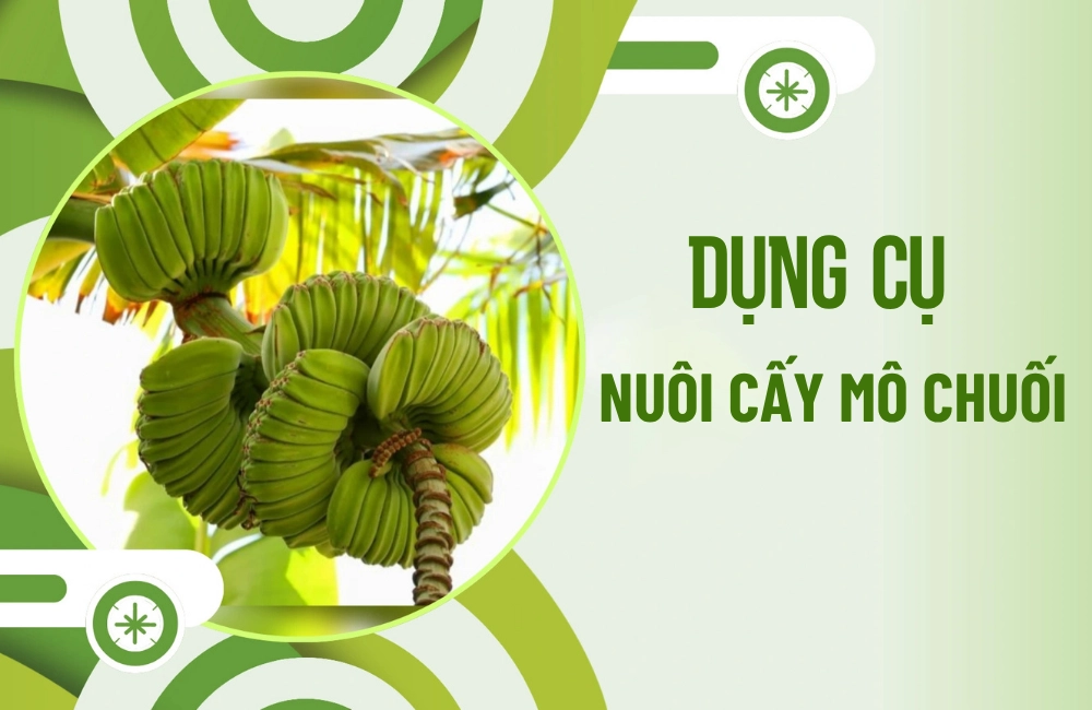 Khám phá những dụng cụ nuôi cấy mô trong quá trình nhân giống chuối