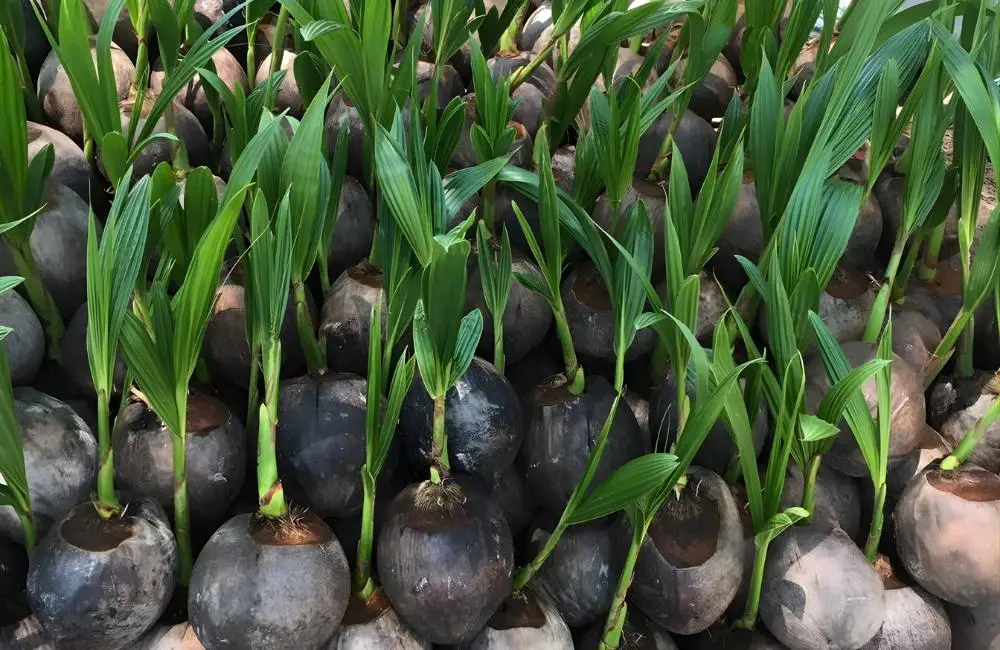 Dụng cụ ươm giống dừa sáp