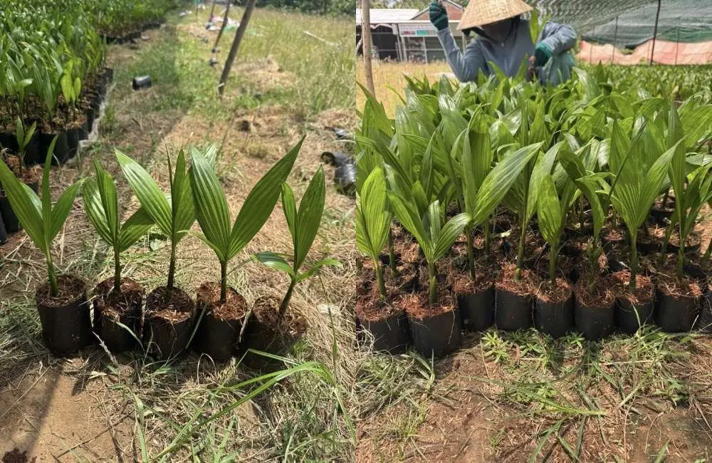 Điều kiện lý tưởng để nhân giống dừa sáp