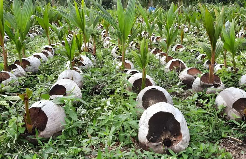 Dấu hiệu nhận biết nhân giống dừa sáp thành công