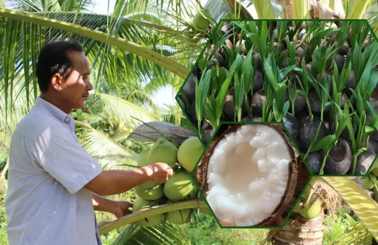 Bộ dụng cụ ươm giống dừa sáp chuyên nghiệp cho nhà vườn