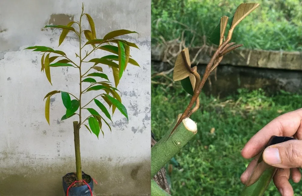 kỹ thuật ghép sầu riêng