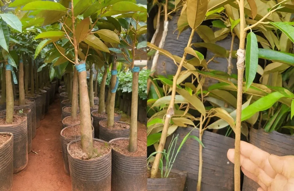 nguồn gốc ghép sầu riêng