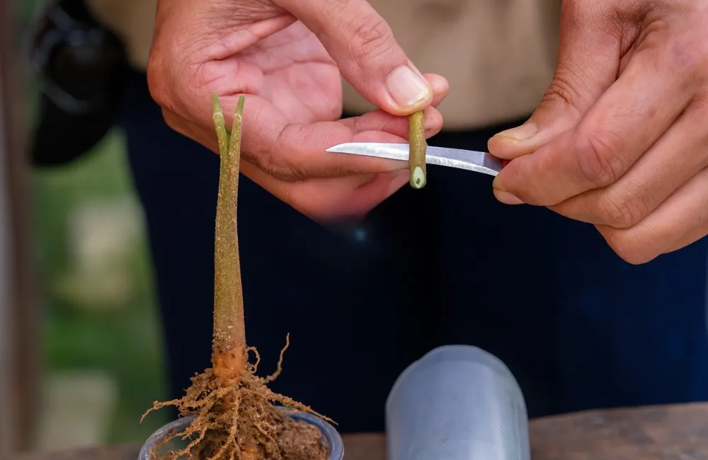 kỹ thuật ghép sầu riêng