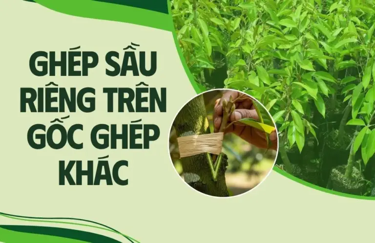 Ghép sầu riêng trên gốc ghép khác thay vì trồng hạt?