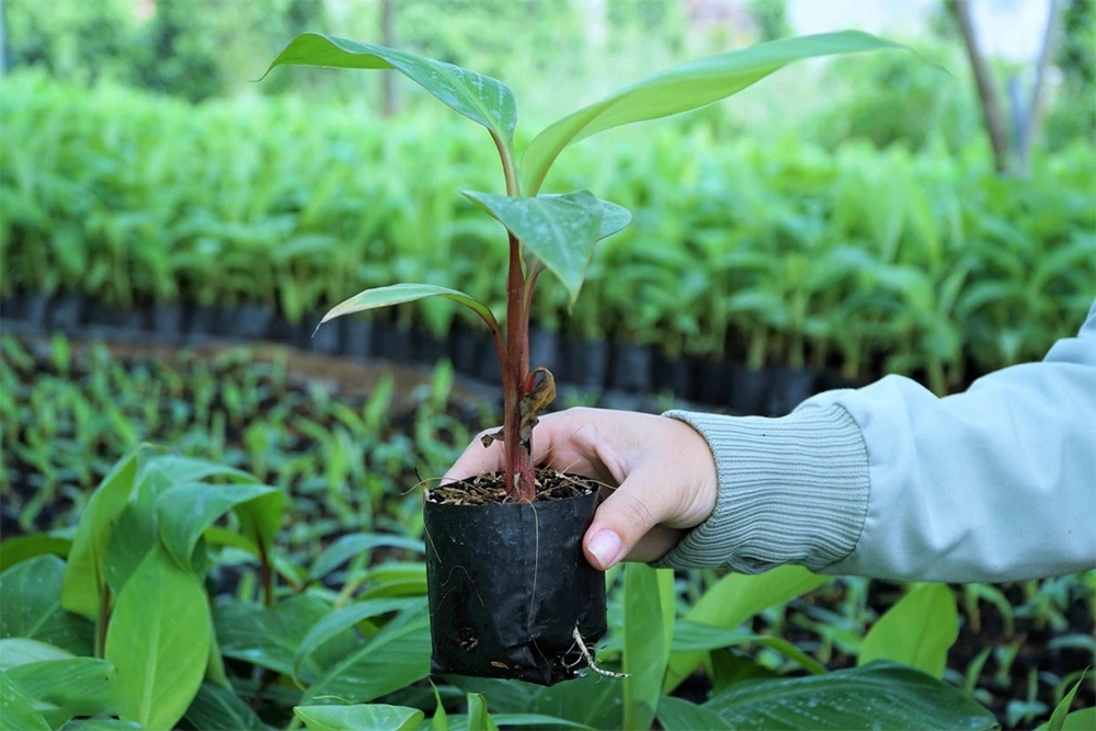 Cây chuối cấy mô giống khỏe mạnh, được bày bán tại vườn ươm với giá trung bình 25.000 đến 55.000 đồng mỗi cây, tùy loại chuối và chất lượng giống