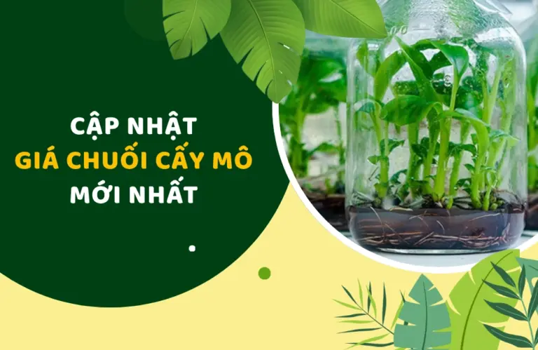 Giá cây chuối cấy mô hiện nay và những điều các bạn cần biết trước khi mua giống