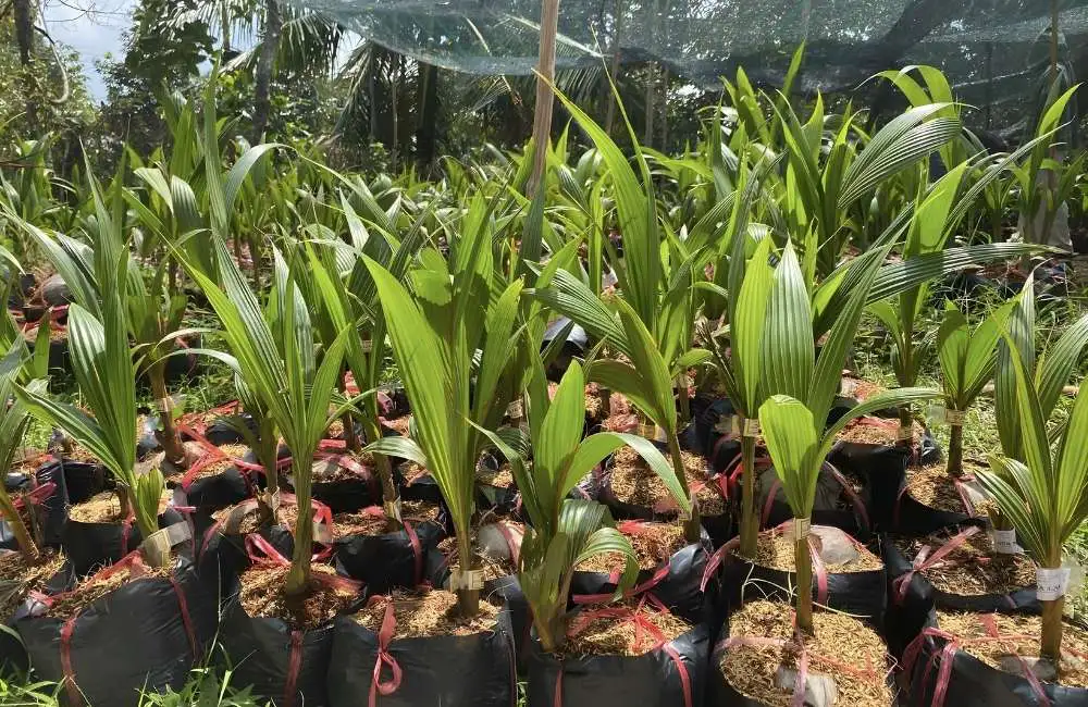 Năng suất ảnh hưởng thế nào đến giá trị dừa sáp mô và dừa xiêm?