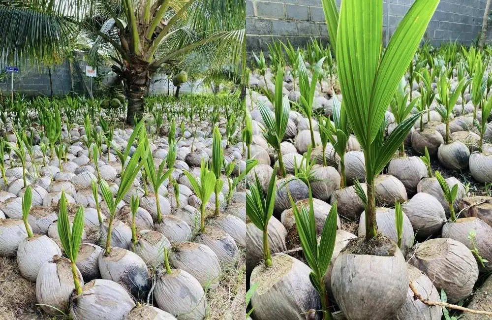 Tác động của thị trường tiêu thụ đến giá trị dừa sáp mô và dừa xiêm