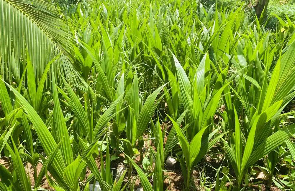 lợi nhuận từ giá trị dừa sáp mô và dừa xiêm