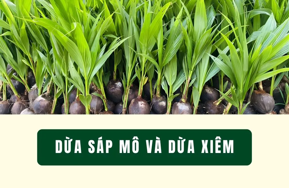 giá trị dừa sáp mô và dừa xiêm