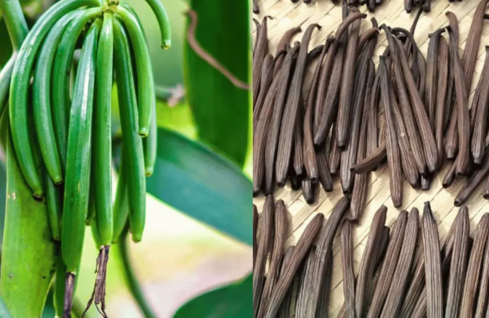 Giá thành vanilla ở Việt Nam hiện nay