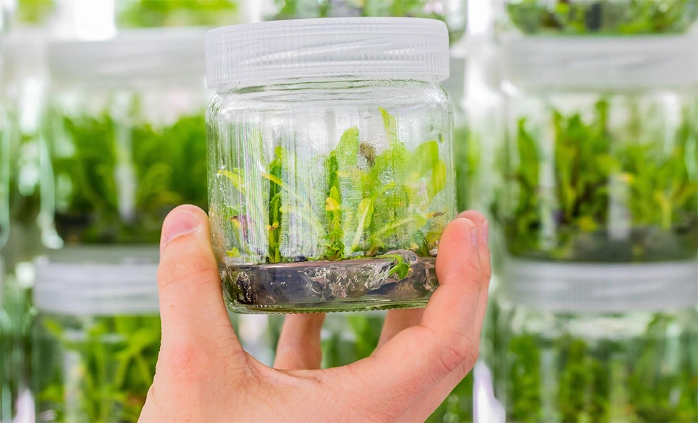 Các cụm chồi chuối phát triển mạnh trong lọ nuôi cấy vô trùng, minh họa giai đoạn nhân chồi in-vitro