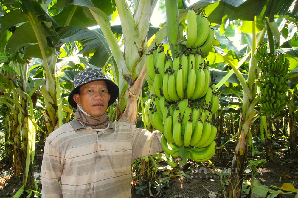 Cụm chuối Nam Mỹ chín vàng tươi, quả to đều, vỏ dày và ngọt tự nhiên – Đặc trưng của giống Cavendish xuất khẩu