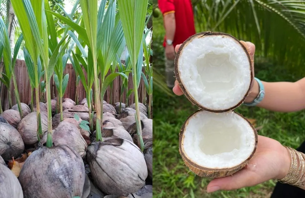 giống dừa sáp lùn