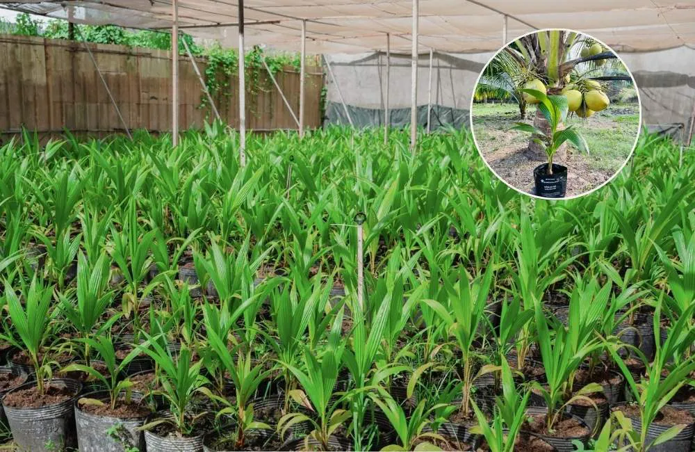trồng dừa sáp trên đất phèn