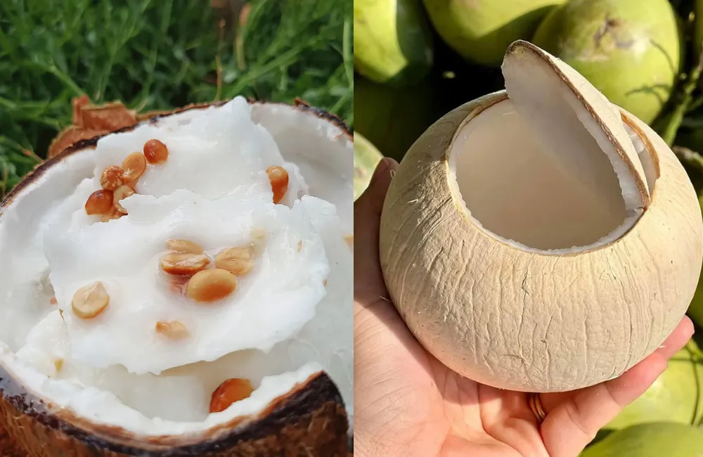 dừa sáp hay dừa thường ra trái sớm hơn