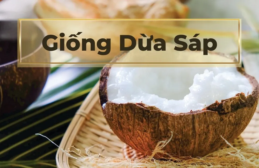 giống dừa sáp