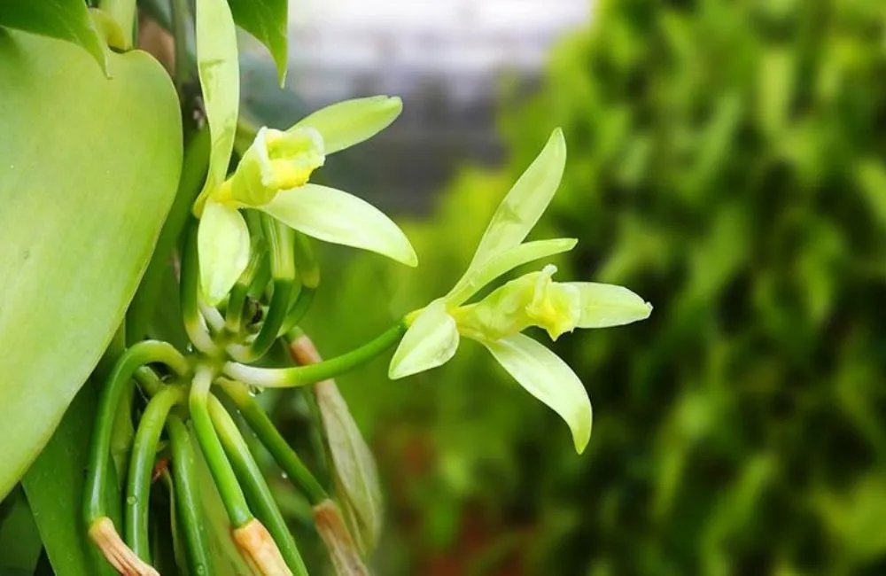Giống lan Vanilla planifolia