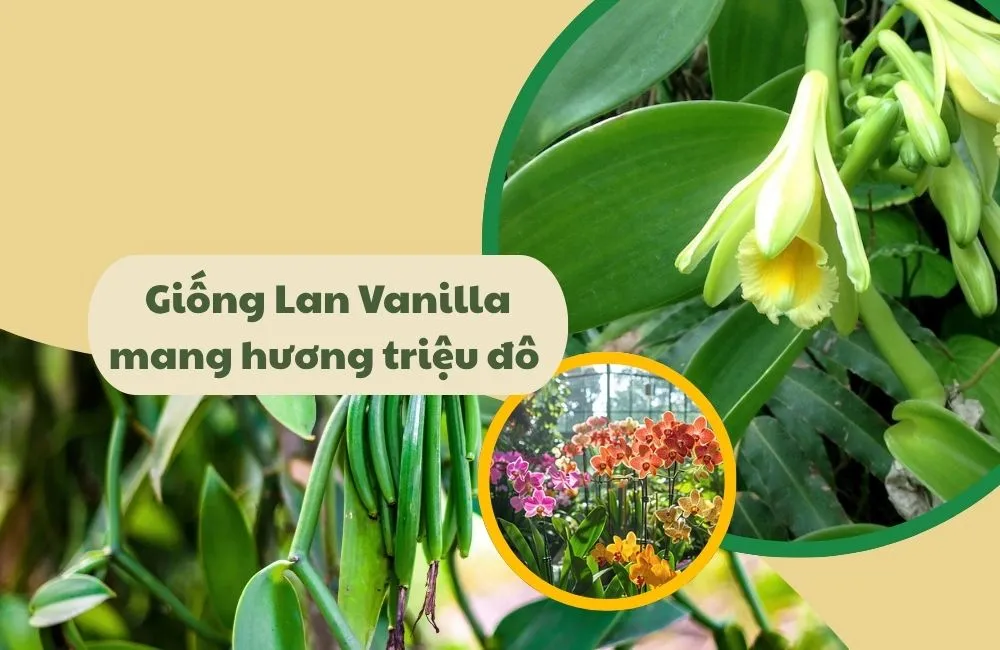 Các giống lan vanilla phổ biển
