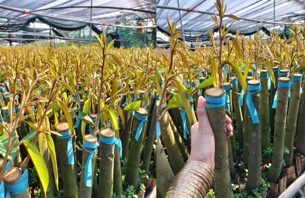 tính di truyền giống sầu riêng cấy mô