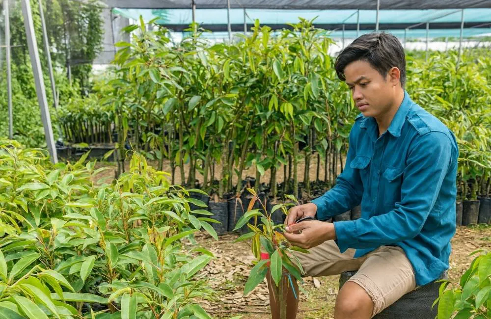 nhân giống sầu riêng cấy mô