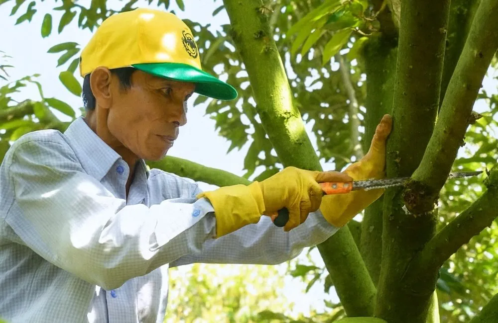 kỹ thuật chăm sóc sầu riêng cấy mô