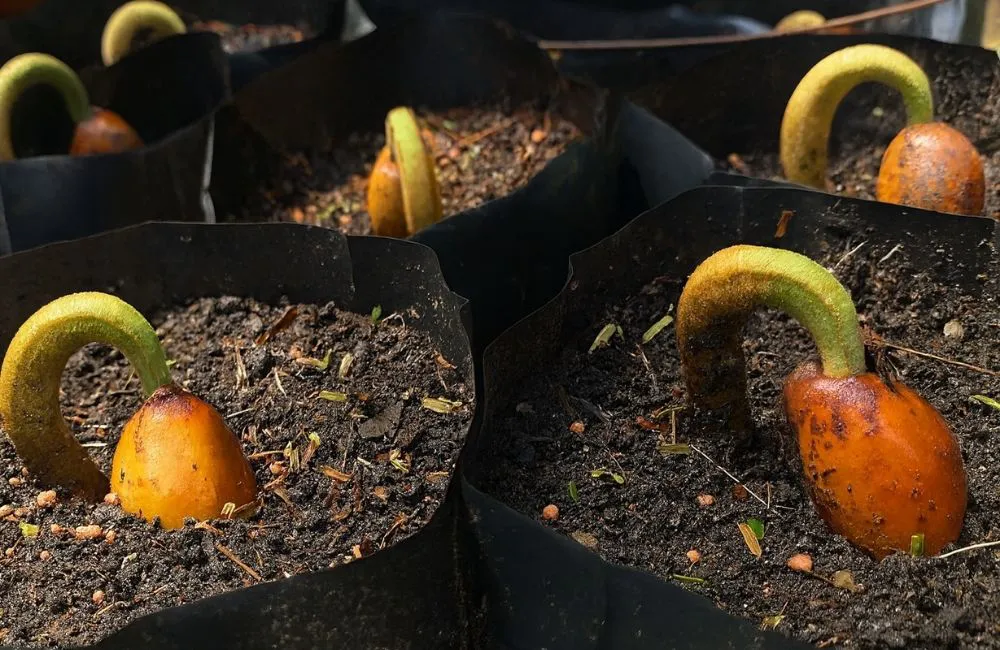 phương pháp nhân giống sầu riêng