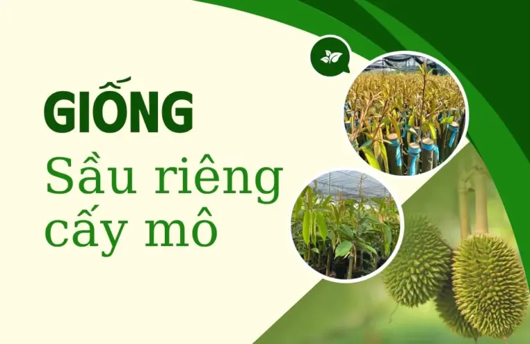 Giống sầu riêng cấy mô bước tiến mới của nông nghiệp Việt