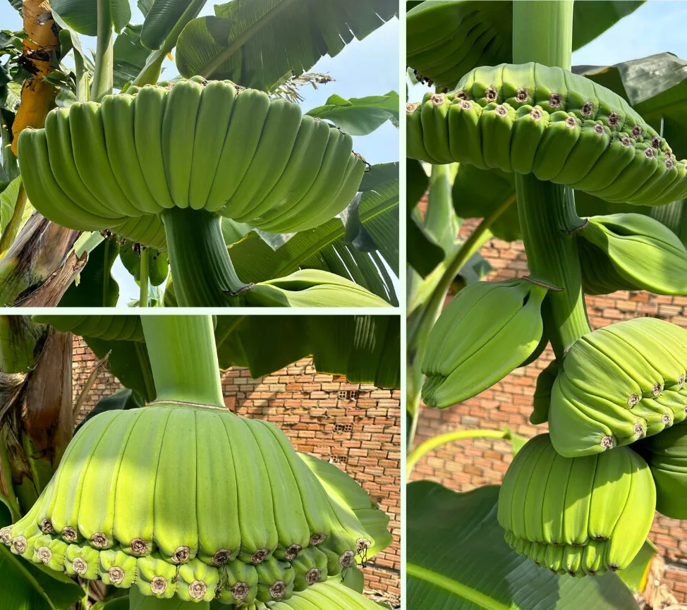 Cận cảnh thịt chuối Bàn Tay Phật màu vàng nhạt, dẻo mềm và hương vị ngọt thanh hấp dẫn