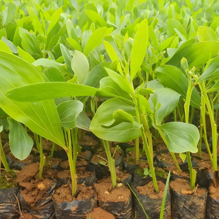 Keo cấy mô tại Vigen