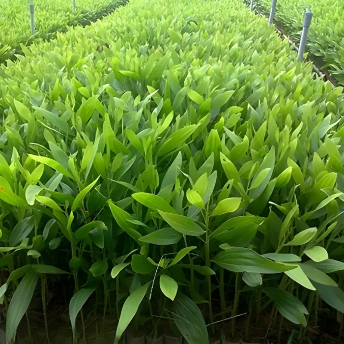 Keo cấy mô tại Vigen