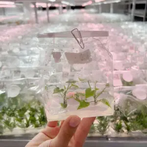 Khoai lang Nhật cấy mô