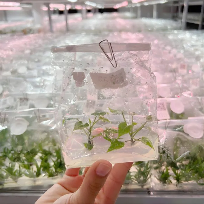 Khoai Lang Nhật Cấy Mô