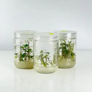 Khoai Lang Nhật Cấy Mô