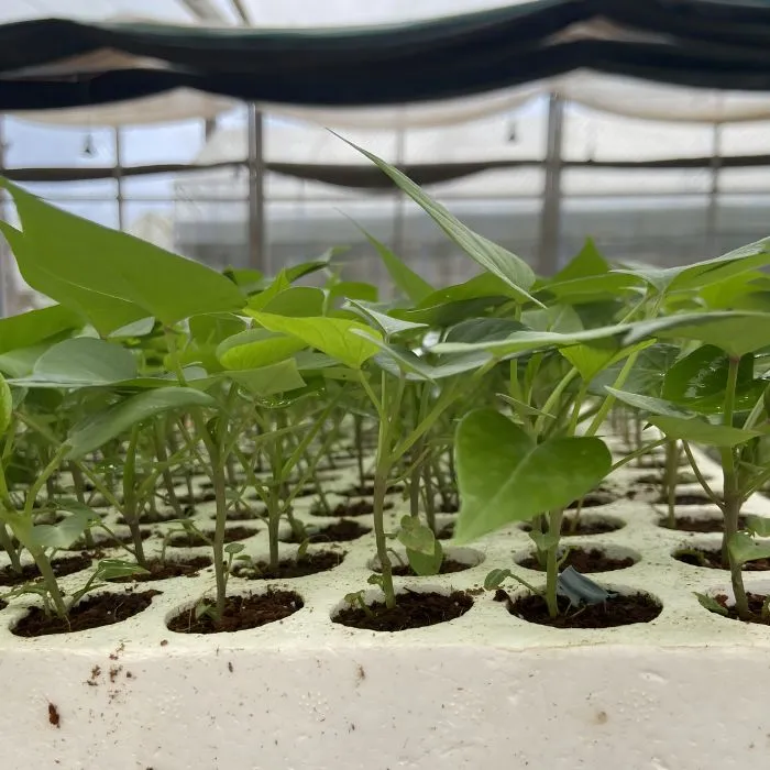 Khoai lang Nhật cấy mô